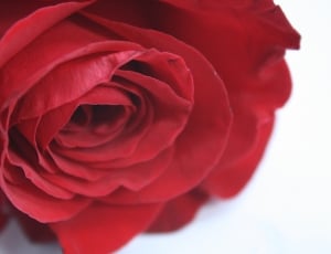 Red, Rose, Flower, flower, rose - flower thumbnail