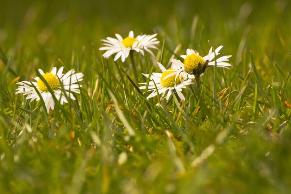 Flowers, Spring, Daisy, White, flower, yellow preview