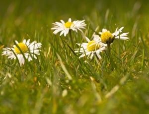 Flowers, Spring, Daisy, White, flower, yellow thumbnail