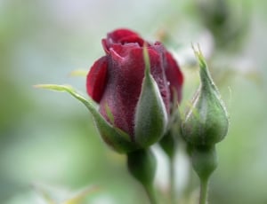 Nature, Rose, Flower, Floral, Red, flower, nature thumbnail