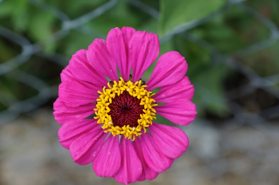 yellow red and pink petaled flower preview
