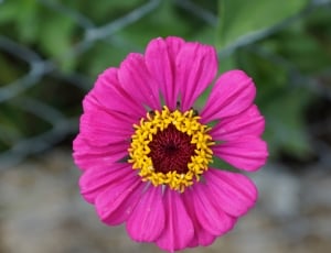 yellow red and pink petaled flower thumbnail