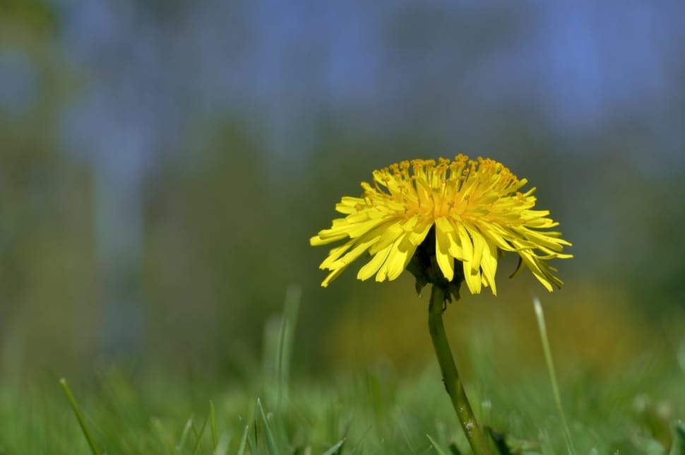 Spring, Meadow, Yellow, Dandelion, flower, yellow preview