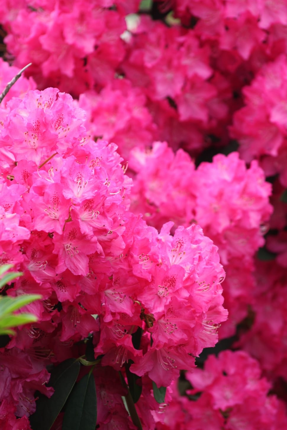 selective focus photography of pink bloom flowers preview
