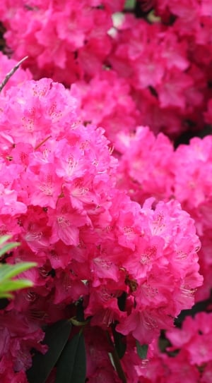 selective focus photography of pink bloom flowers thumbnail