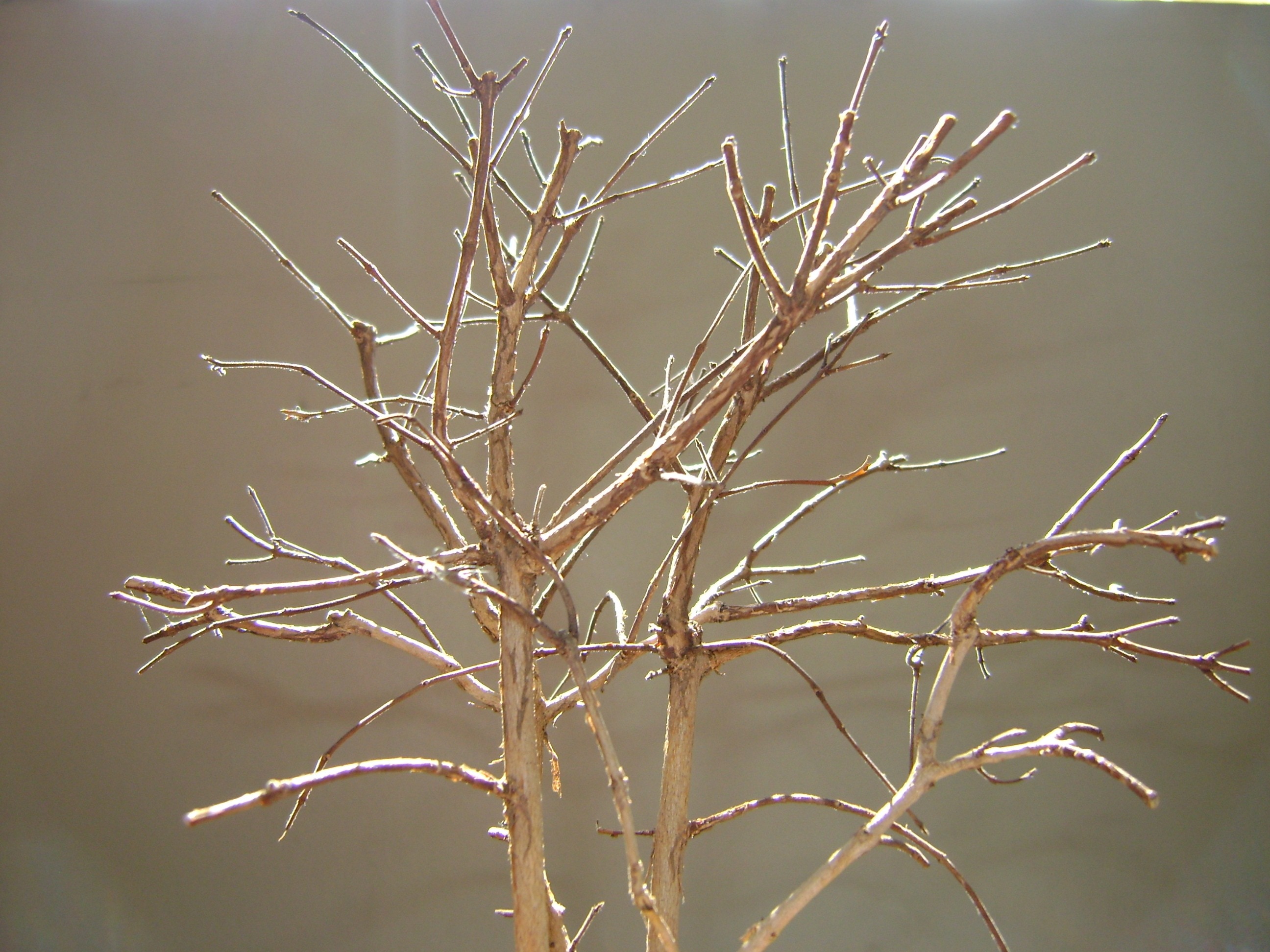 brown twigs