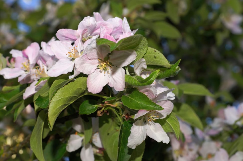Apple Tree Flowers, Apple Tree, Flowers, flower, no people preview
