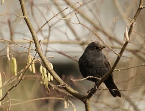 black short beak bird thumbnail