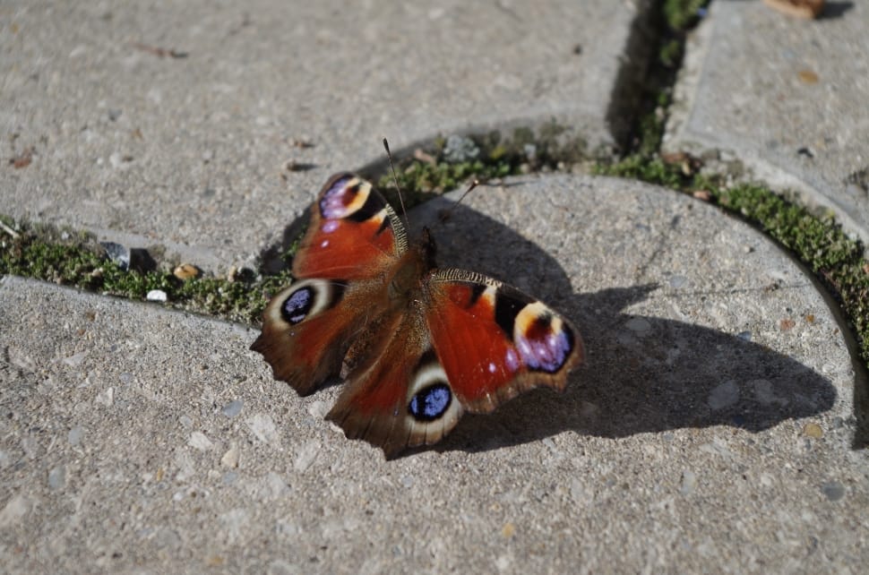 orange and purple  emperor moth perched on gray concrete pavement with shadow reflection preview