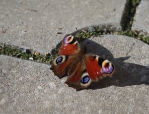 orange and purple  emperor moth perched on gray concrete pavement with shadow reflection thumbnail