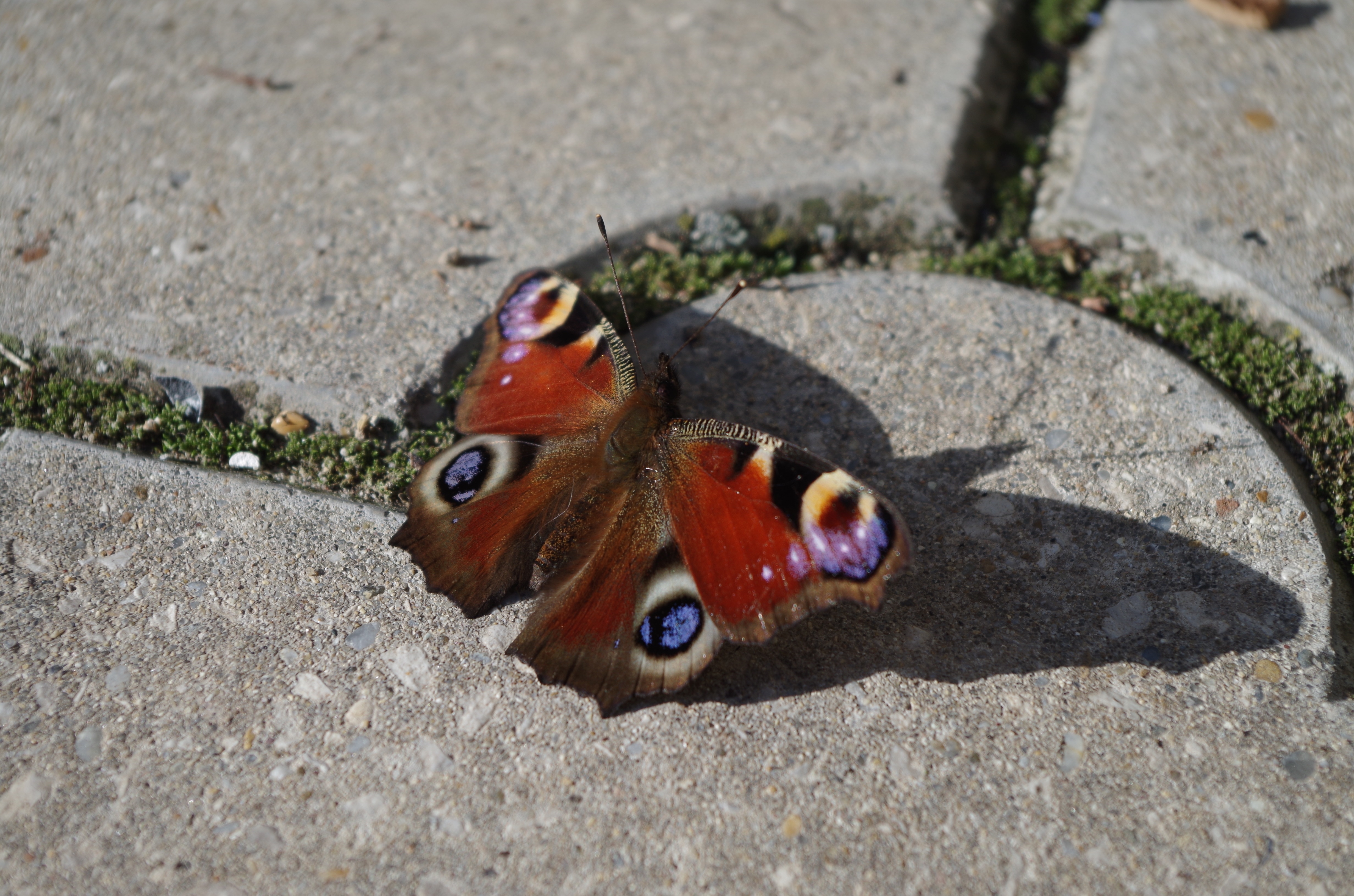 orange and purple  emperor moth perched on gray concrete pavement with shadow reflection