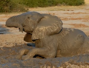 brown elephant on mud during daytime thumbnail