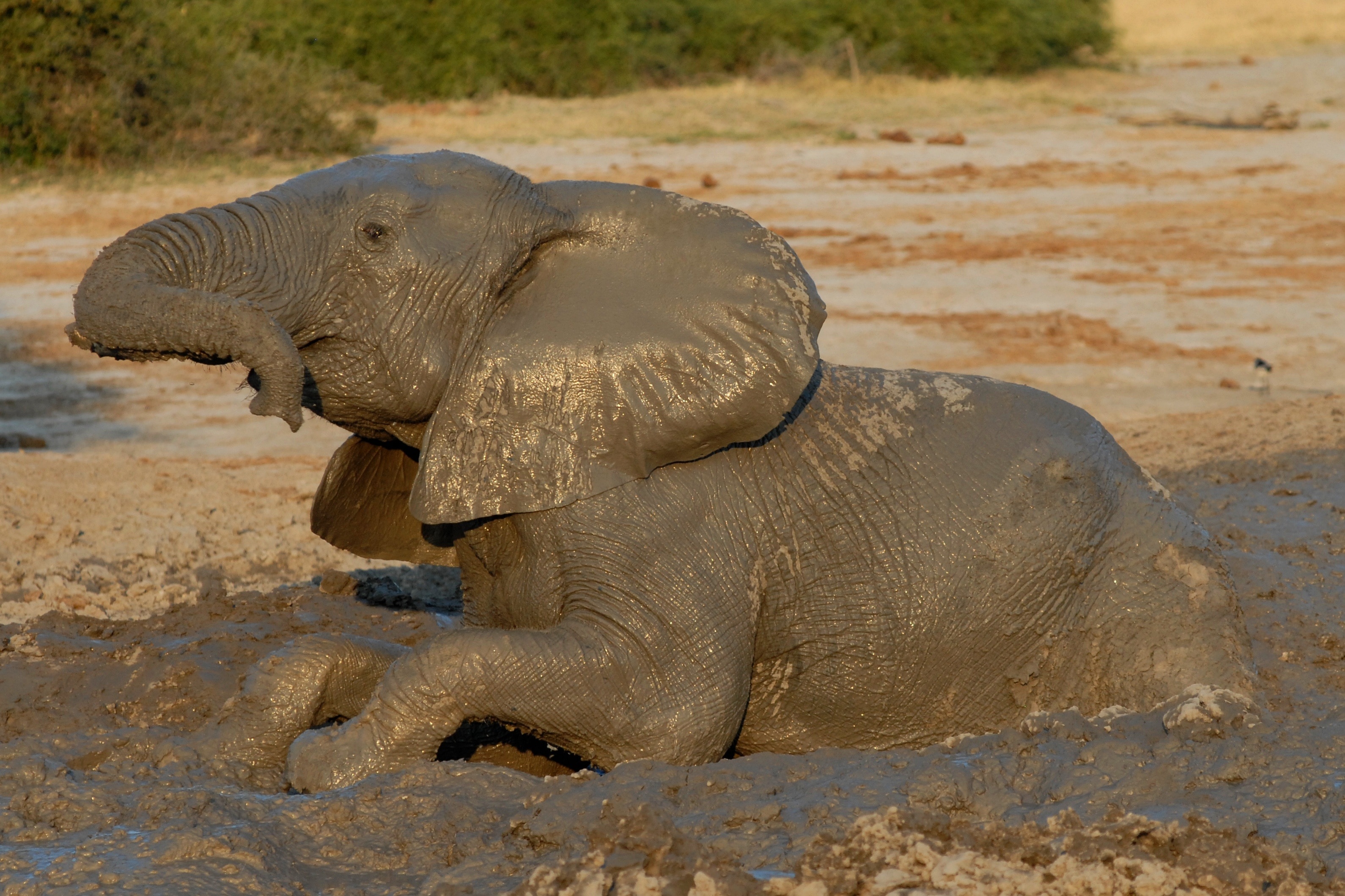 Слон купается. Слон. Слон купается в грязи.