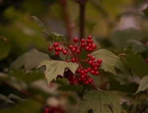 red wild berries thumbnail
