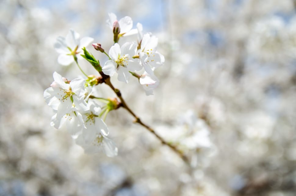 white cherry blossom preview