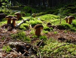 brown mushrooms thumbnail