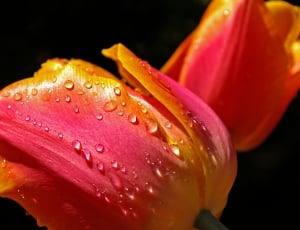 orange and pink tulip thumbnail