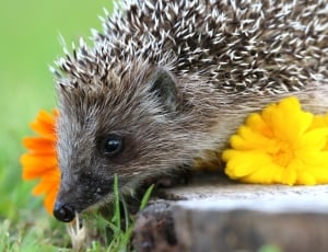 hedgehog near yellow flower thumbnail