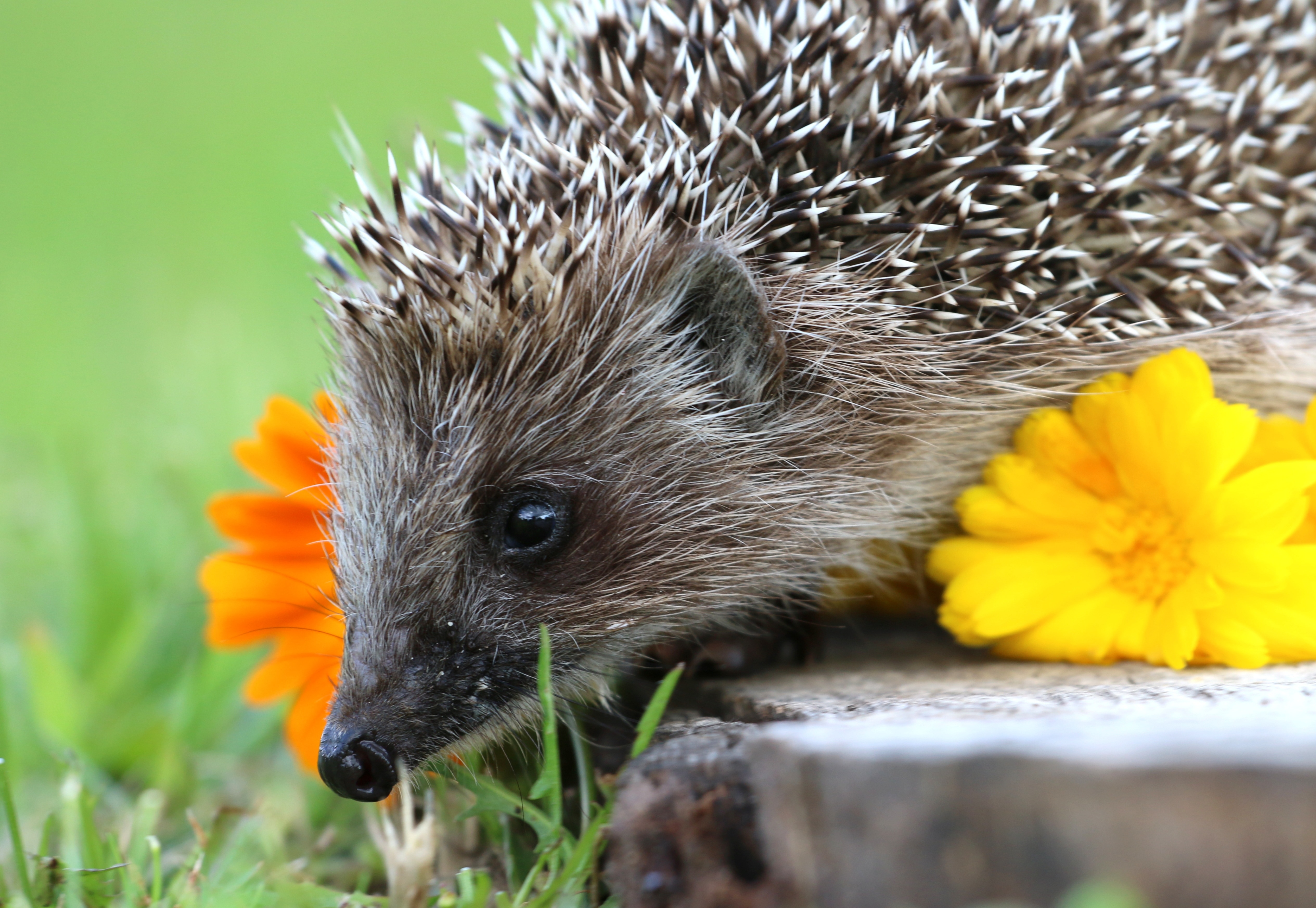 hedgehog near yellow flower