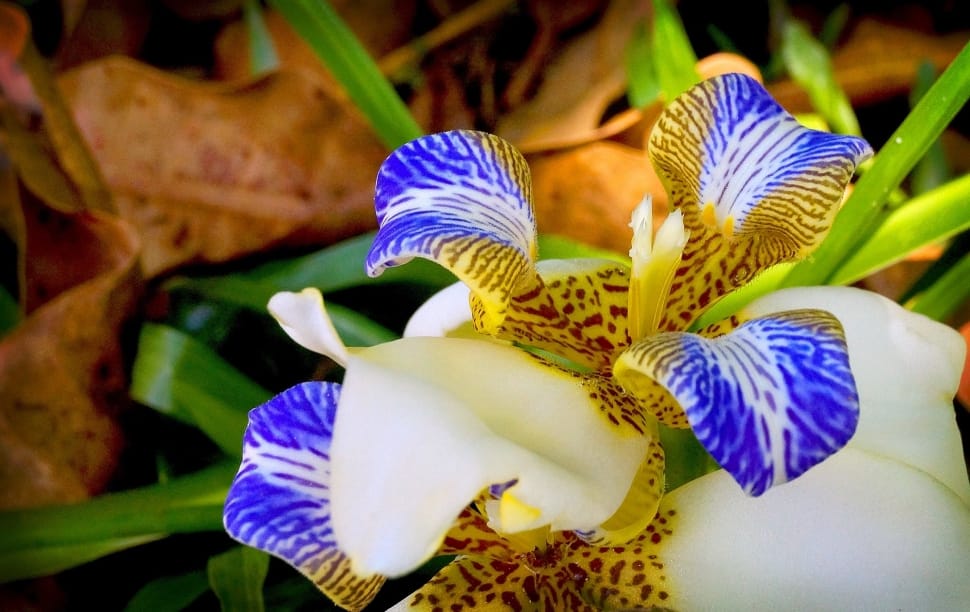 Exotic Plant, Orchid, Garden, Flower, flower, petal preview