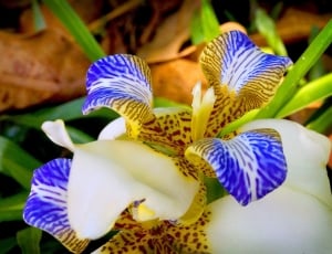 Exotic Plant, Orchid, Garden, Flower, flower, petal thumbnail