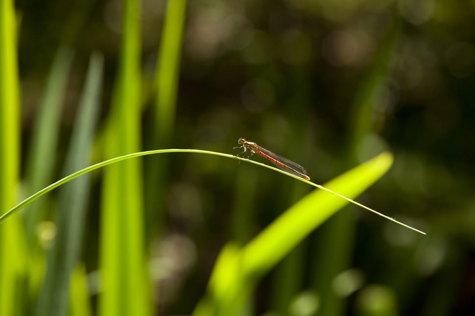 red and green damselfly preview
