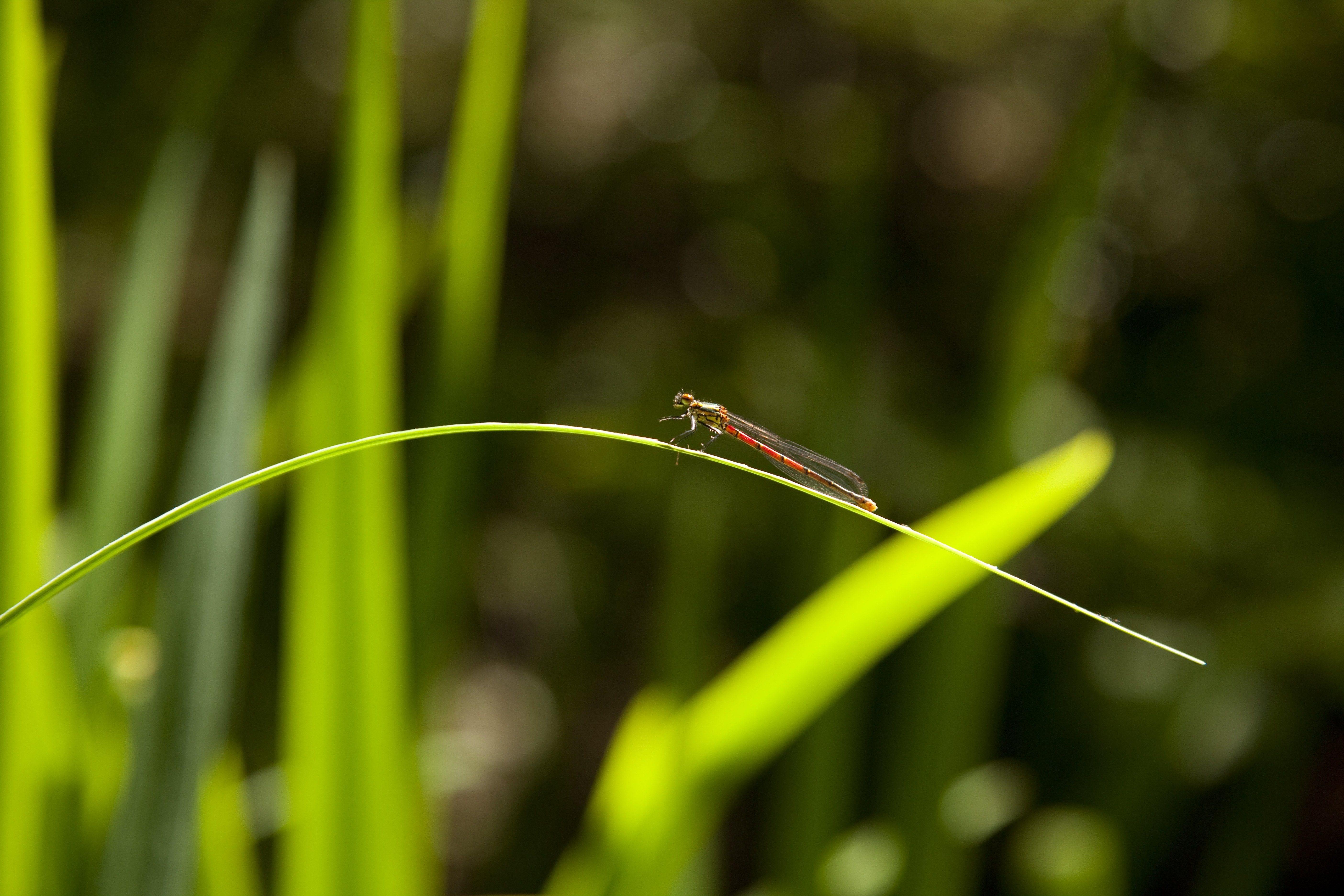 red and green damselfly