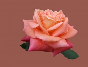 pink and peach 2 tone rose flower thumbnail
