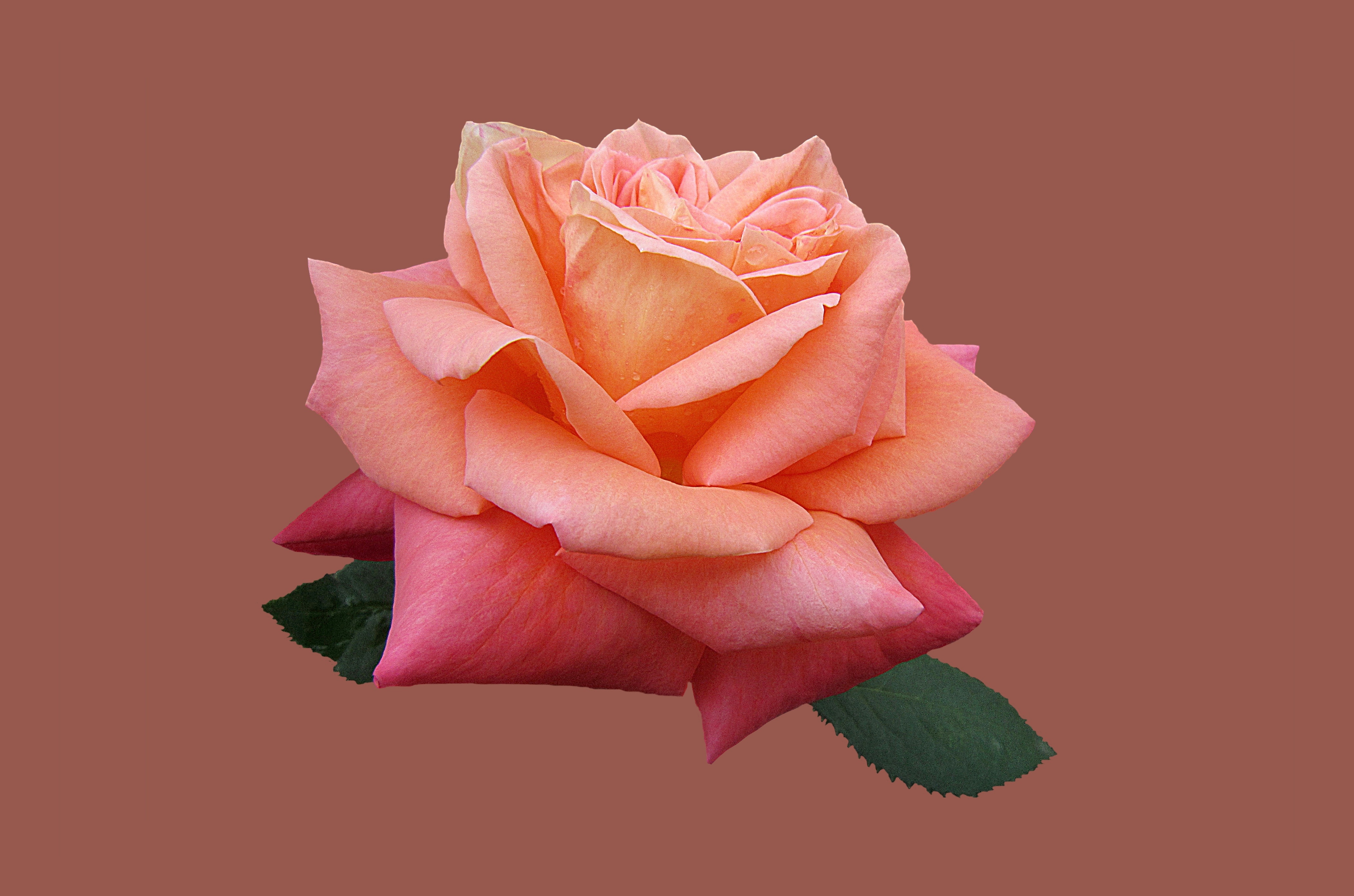 pink and peach 2 tone rose flower