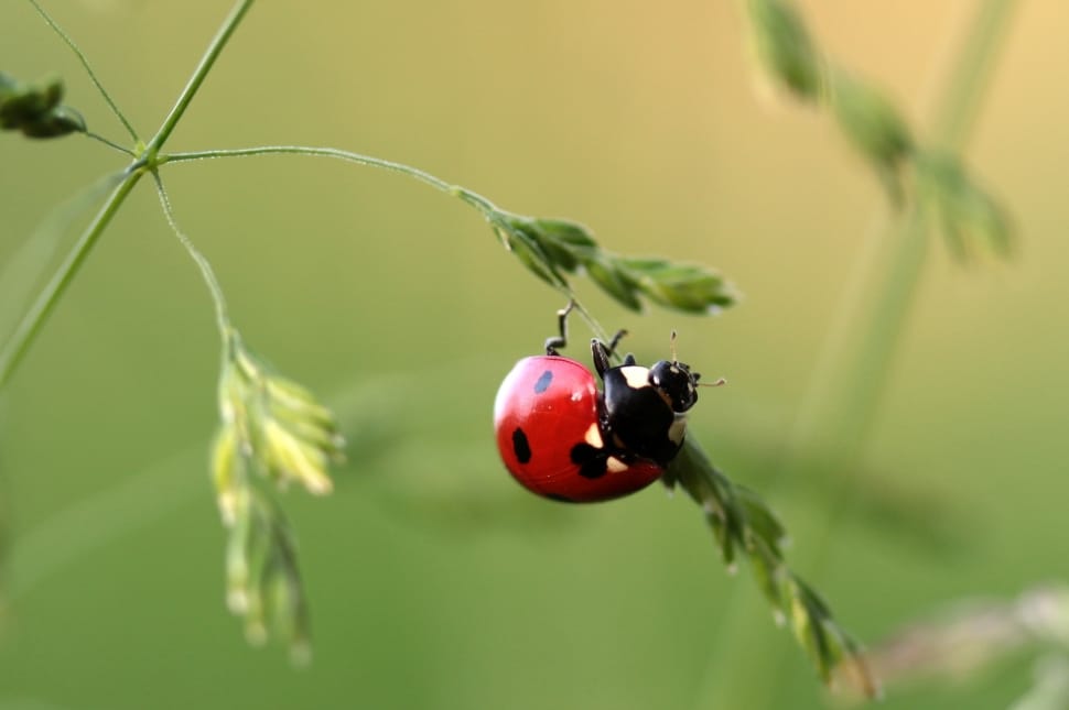 7 spotted ladybug preview