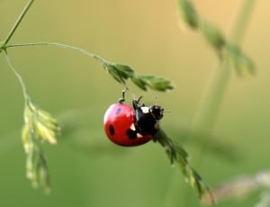 7 spotted ladybug thumbnail