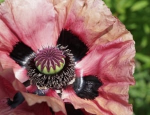 pink beige and black flower thumbnail