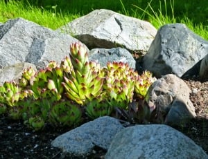 green plant and gray stones] thumbnail