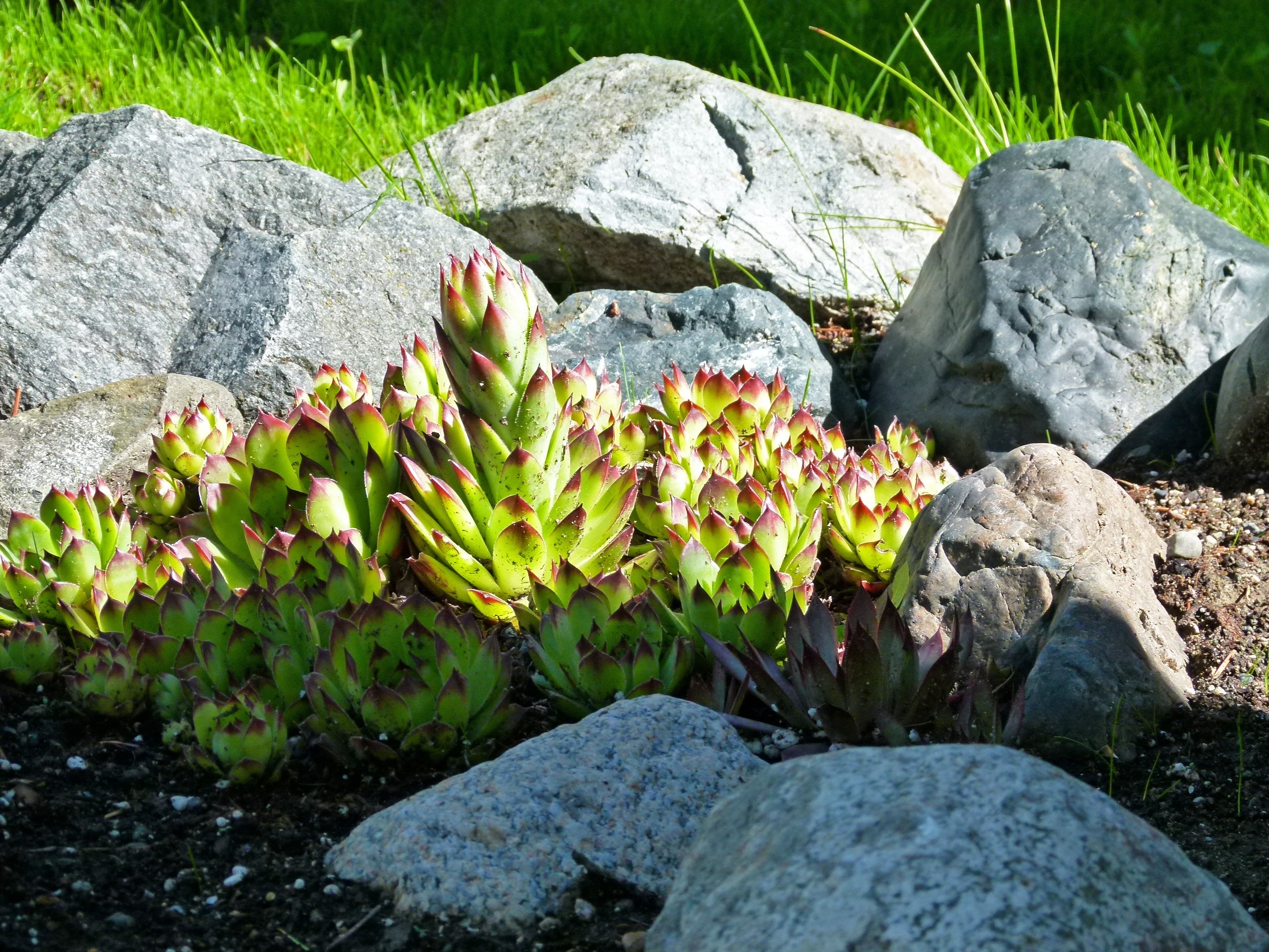 green plant and gray stones]
