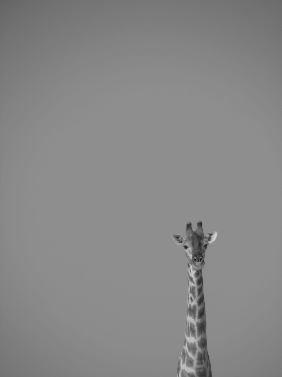 grayscale photography of giraffe preview