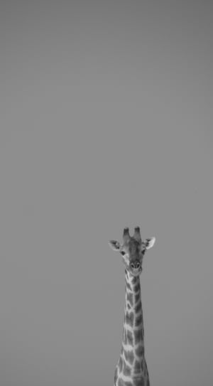 grayscale photography of giraffe thumbnail