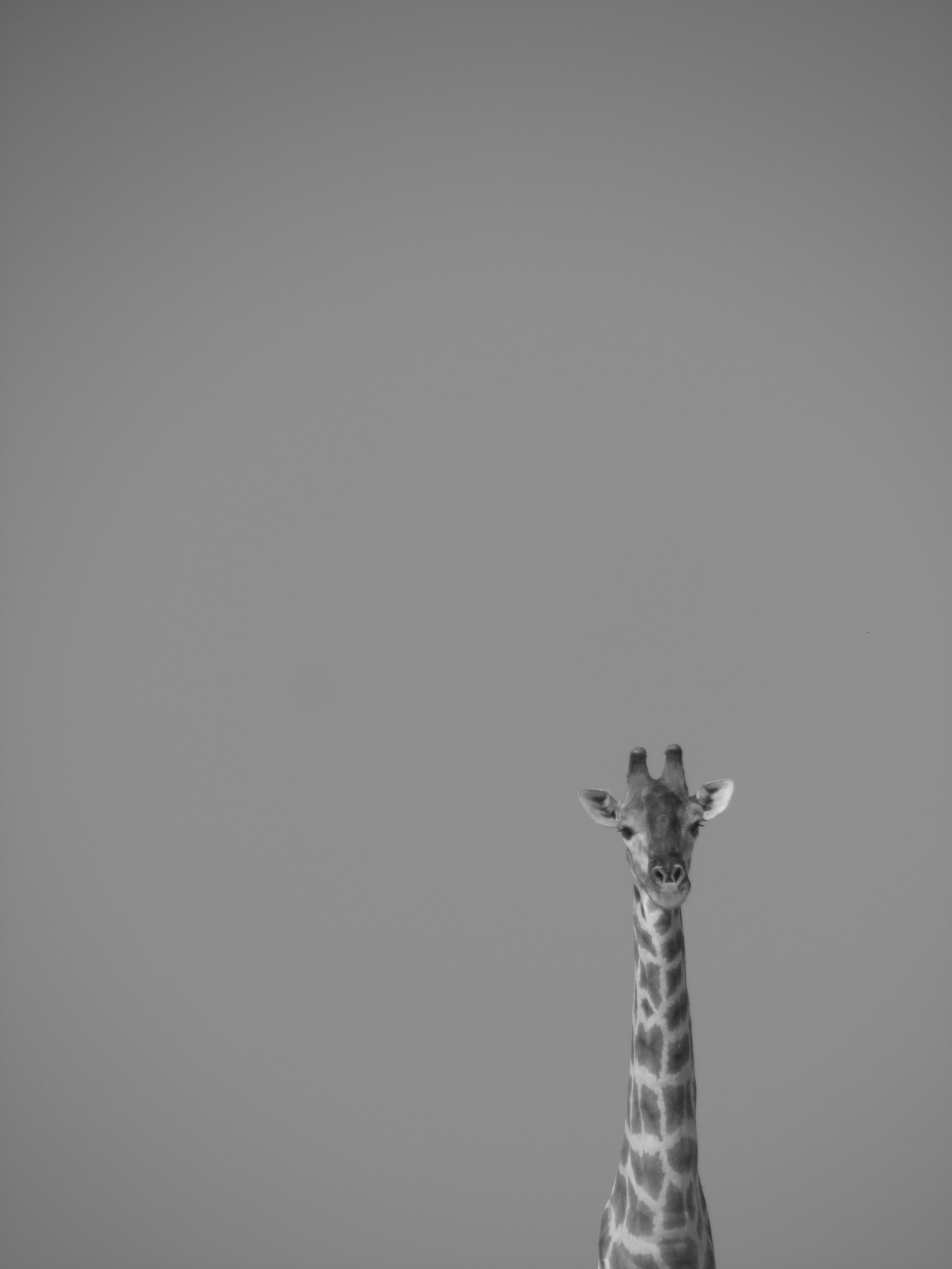 grayscale photography of giraffe