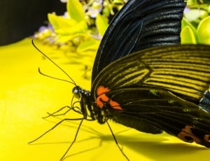 Eyes, Insect, Probe, Butterfly, insect, close-up thumbnail