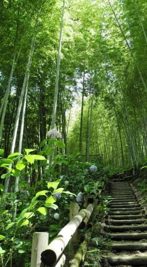 bottom shot of bamboo trees thumbnail