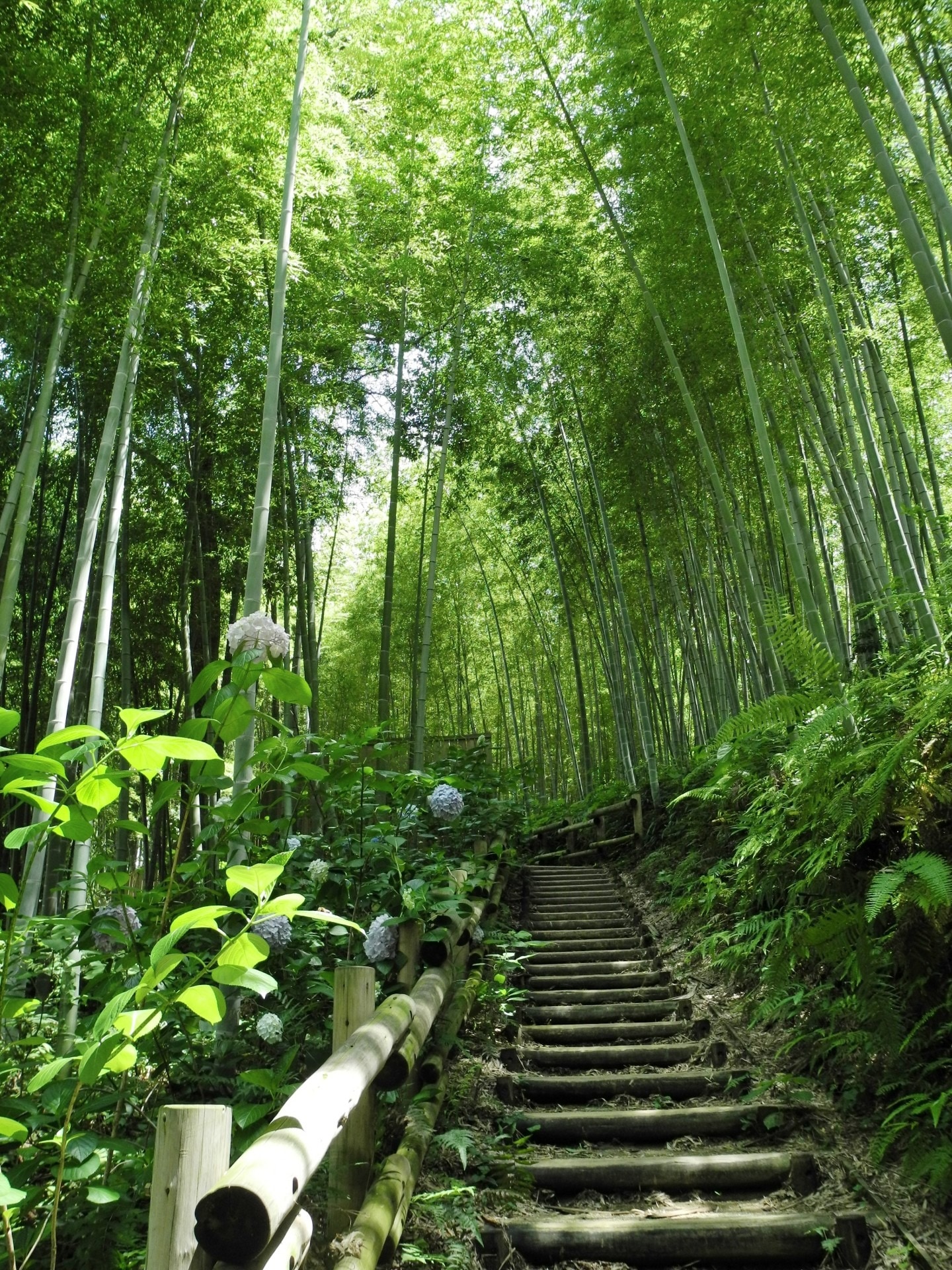 bottom shot of bamboo trees