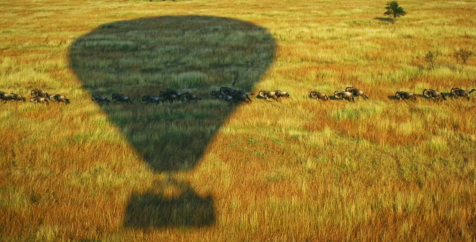 silhouette of hot air balloon with gray animal running on green grass field during daytime preview