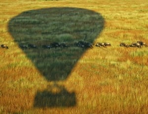 silhouette of hot air balloon with gray animal running on green grass field during daytime thumbnail