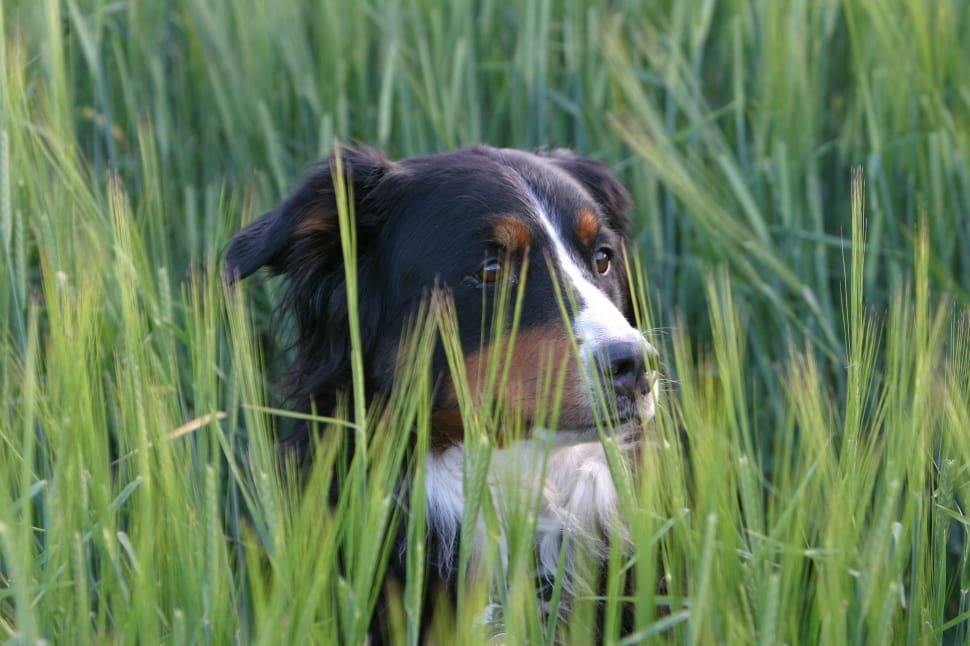bernese mountain dog on grass field during daytime preview