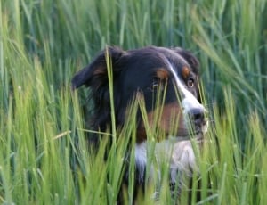 bernese mountain dog on grass field during daytime thumbnail