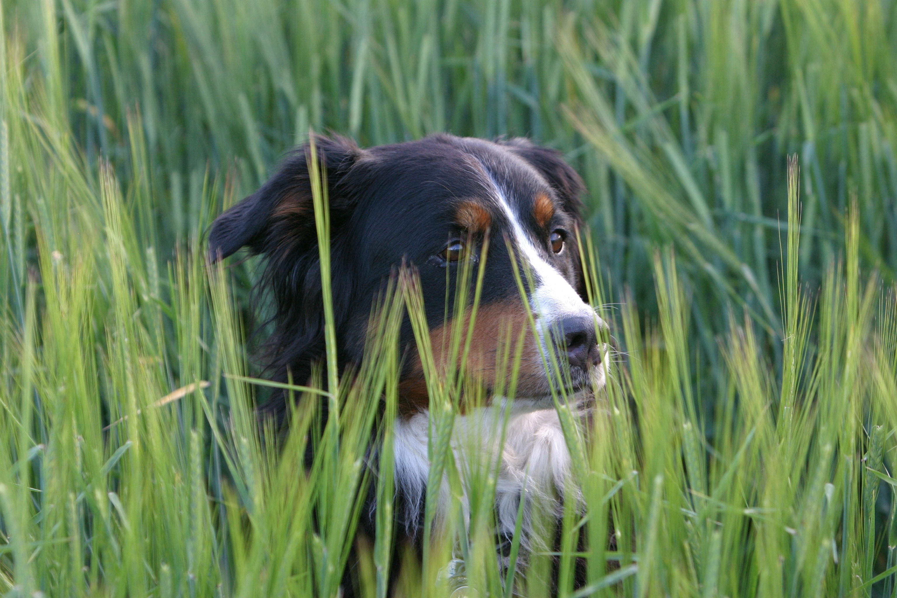 bernese mountain dog on grass field during daytime