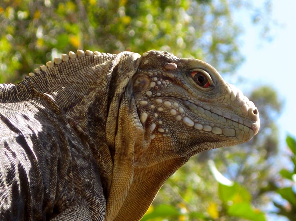 brown iguana preview