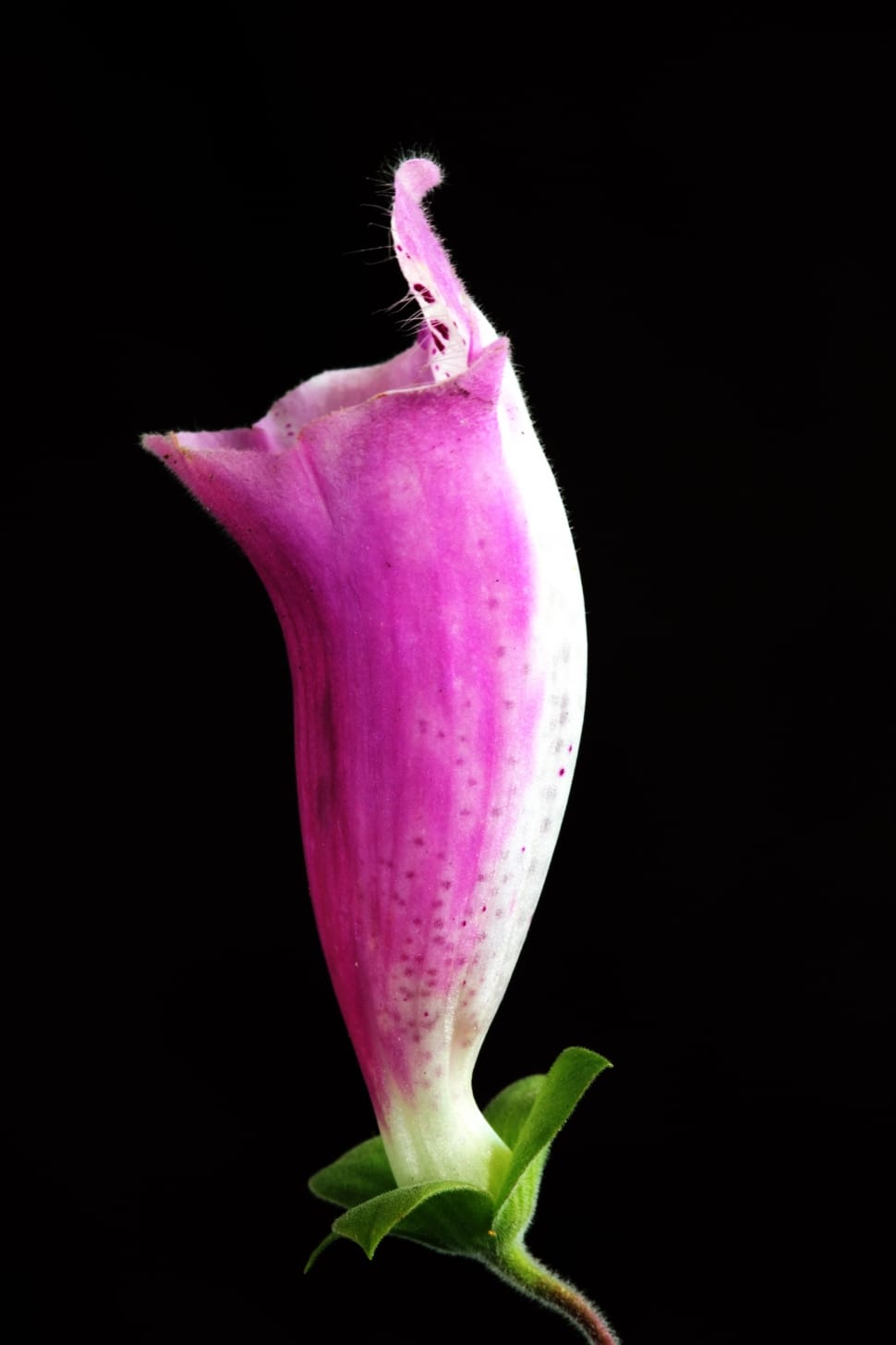 Purple, Nature, Foxglove, Flower, pink color, black background preview