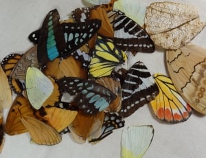 butterfly feather lot thumbnail