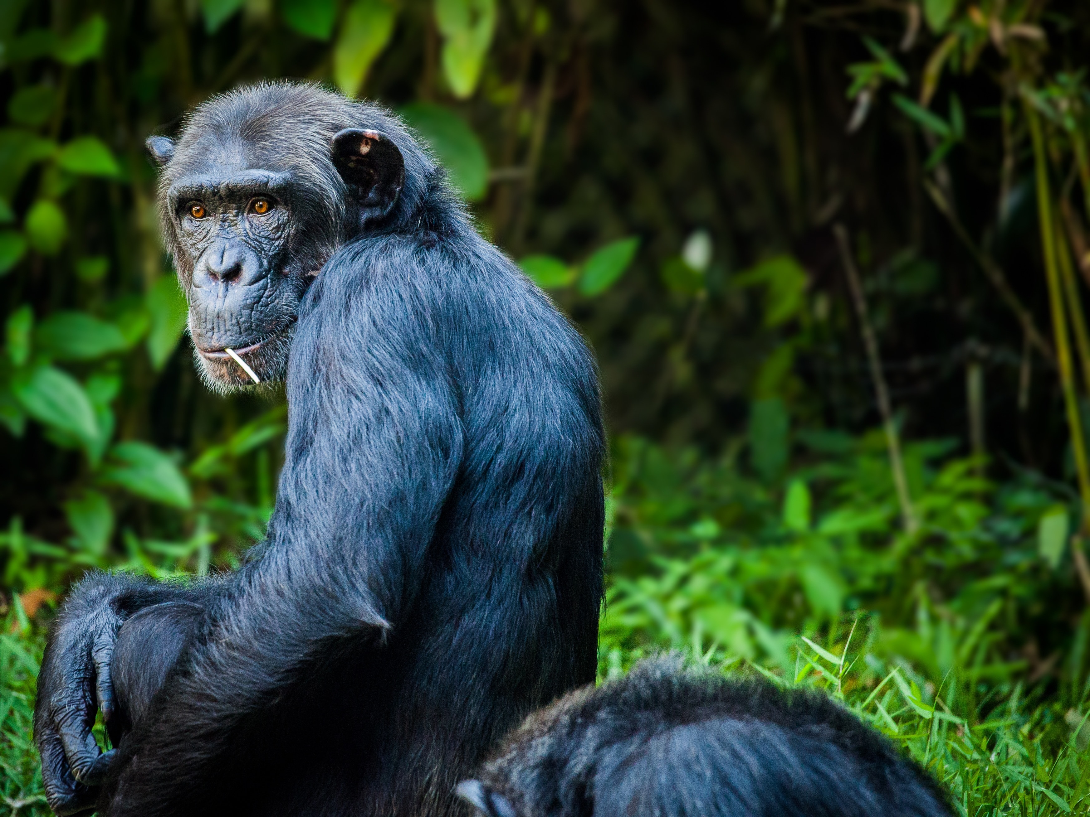 Большой мудрый зверь. Приматы шимпанзе. Шимпанзе Pan Troglodytes. Обезьяна примат. Человекообразные обезьяны.