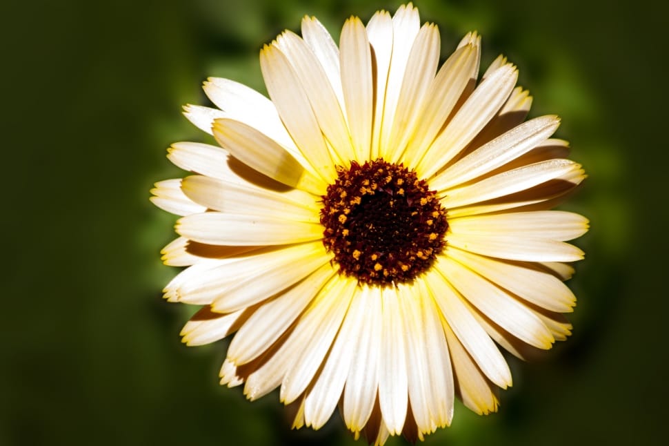 white petaled flower in selective focus photography preview